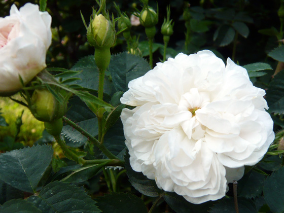 ジャンヌダルク - バラ図鑑 - NOIBARA